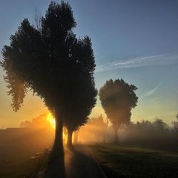Silhouette trees on field against sky during sunset