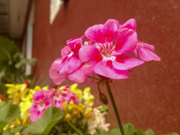 Close-up of pink flowering plant