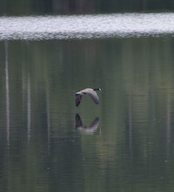 Bird flying over lake