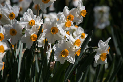 Close-up of white flowering plants