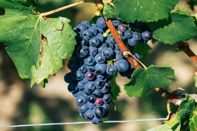 Close-up of grapes growing in vineyard