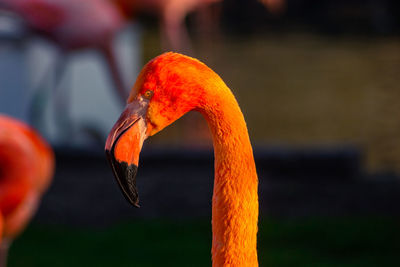 Close-up of a bird