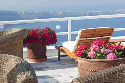 Close-up of potted plant on table by balcony against sea