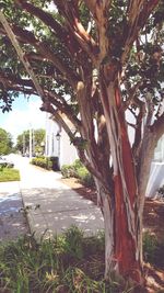 Trees growing in park