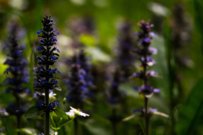 Close-up of purple flower