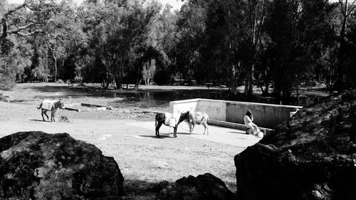 People on shore against trees