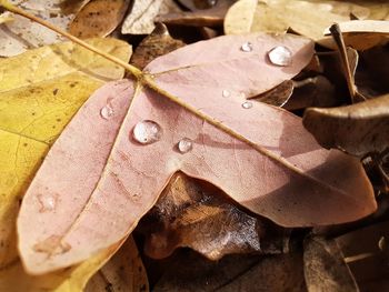 Close-up of raindrops on dry leaves