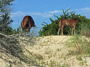 View of sheep on landscape