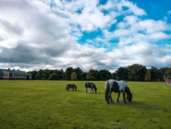 Horses grazing in a field