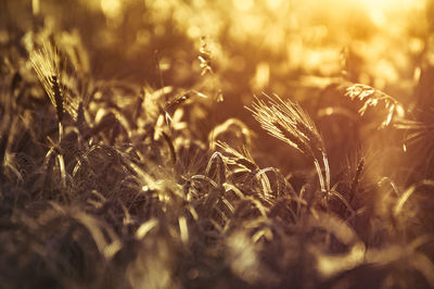 Wheat field during sunny day