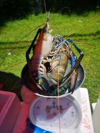 High angle view of fish in container