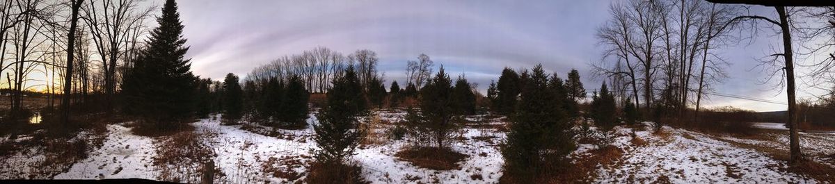 Panoramic view of trees in forest during winter