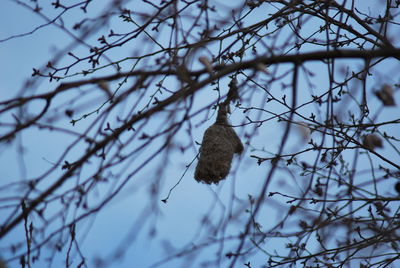 Low angle view of bird nest hanging from twig against sky