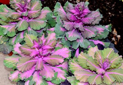 High angle view of pink ornamental cabbage