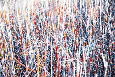 Full frame shot of frozen plants