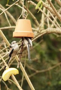 Close-up of bird perching on feeder