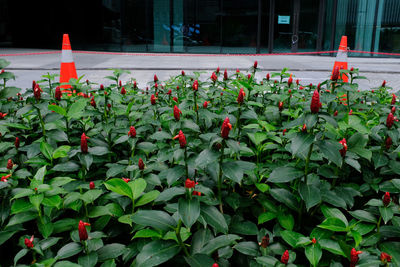 Close-up of red flowering plants