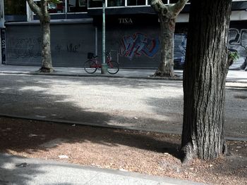 Road along trees