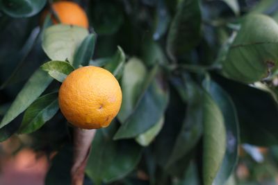 Close-up of orange fruit on tree