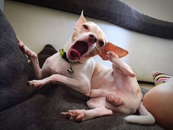 Dog sitting on sofa