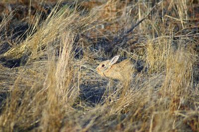 Cottontail rabbit in hole the wild, fields in broomfield colorado united states.