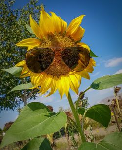 Close-up of sunflower