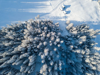 Low angle view of trees against sky during winter