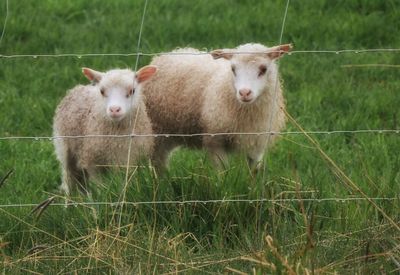 Sheep on grassy field