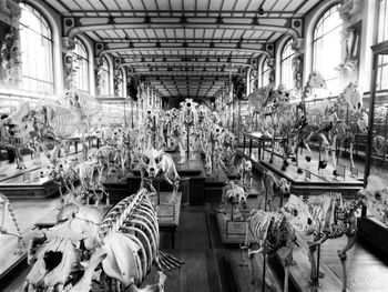 High angle view of animal skeletons in museum