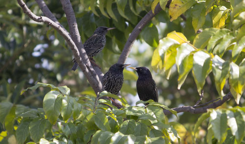 Bird perching on a tree