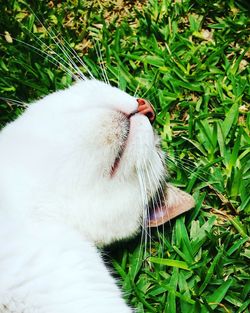 Close-up of dog yawning by grass