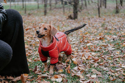 Rear view of dog on field