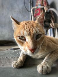 Portrait of cat sitting