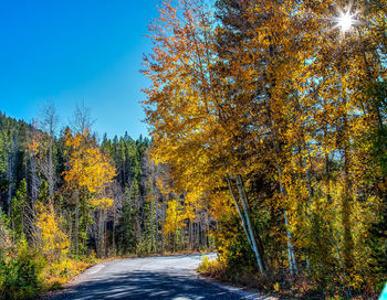 Road amidst trees in forest against clear sky during autumn