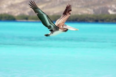 Close-up of pelican flying over sea against sky