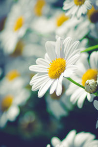 Close-up of yellow flowers blooming outdoors