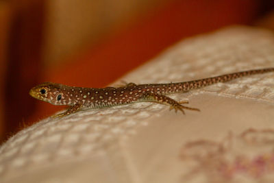 Close-up of lizard
