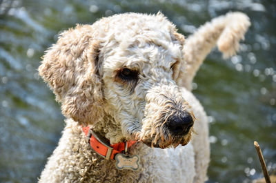 Close-up portrait of dog in lake