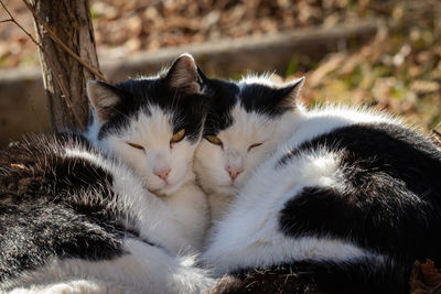 Close-up of cats sleeping