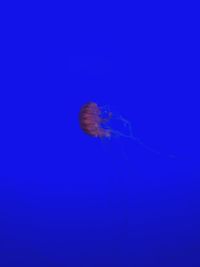 View of jellyfish swimming in sea