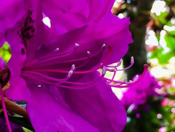 Close-up of pink flowers