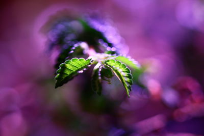 Close-up of purple flowers