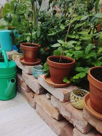 Potted plants in yard