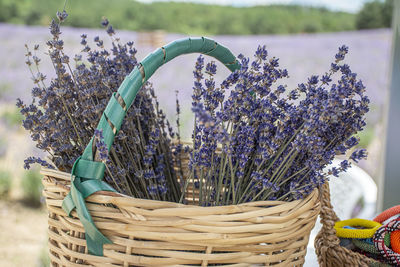 Close-up of potted plant in basket