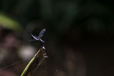 Close-up of damselfly on leaf