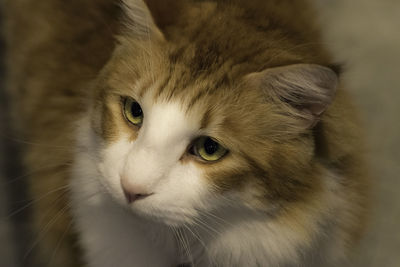 Close-up of a cat looking away