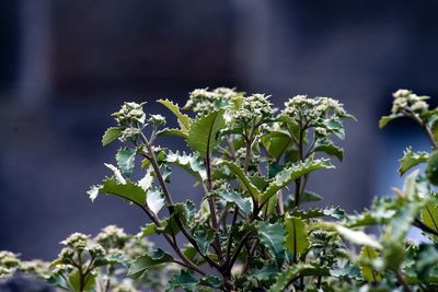 Close-up of plant