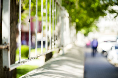 Close-up of row of trees