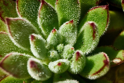 Close-up of succulent plant