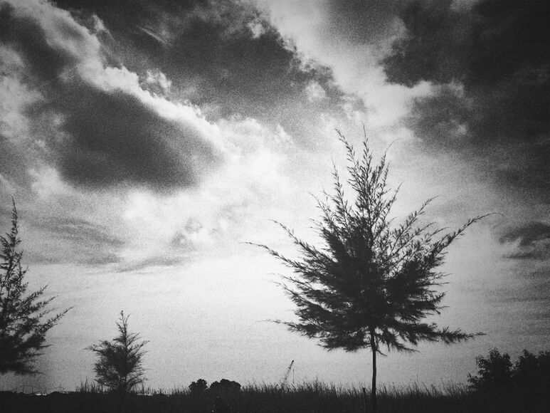 tree, sky, tranquility, silhouette, tranquil scene, beauty in nature, cloud - sky, scenics, low angle view, nature, growth, cloudy, cloud, branch, bare tree, idyllic, outdoors, palm tree, dusk, non-urban scene